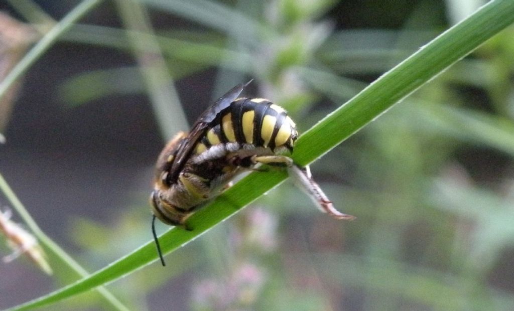 Anthidium florentinum, maschi  (Apidae Megachilinae)